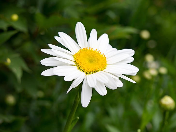 бяло, венчелистче, жълто, цвете, Градина, природата, растителна