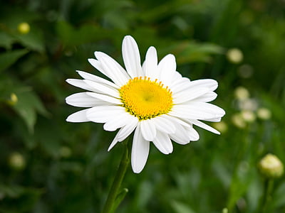 white, petal, yellow, flower, garden, nature, plant