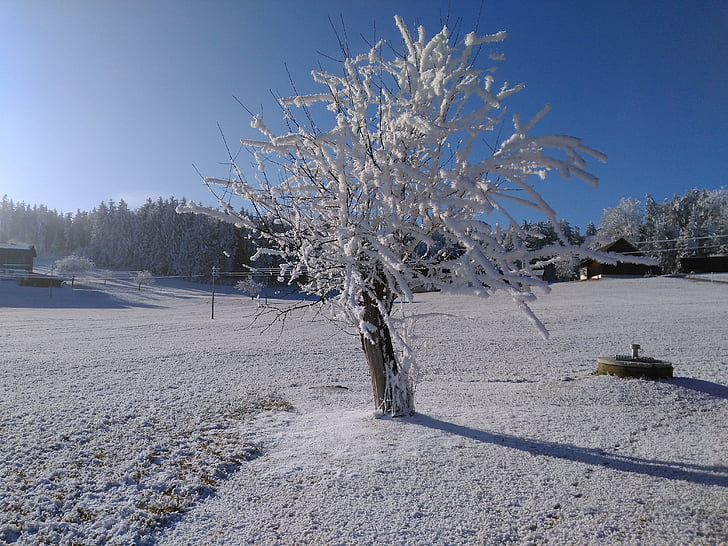 vinter, rimfrost, Frost, vinterlige, træer, sne, frosne