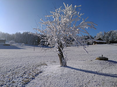 talvel, härmatis, Frost, talvistel, puud, lumi, külmutatud