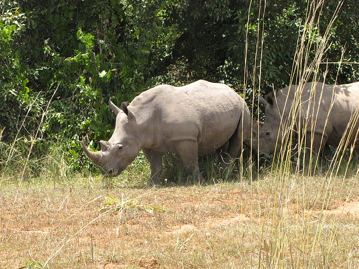 Gergedan, Beyaz rhino, Uganda, Milli Parkı, yaban hayatı, hayvan, Gergedan