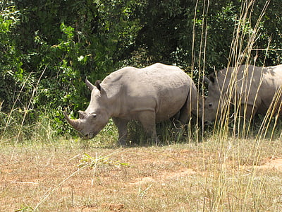 rhino, white rhino, uganda, national park, wildlife, animal, rhinoceros
