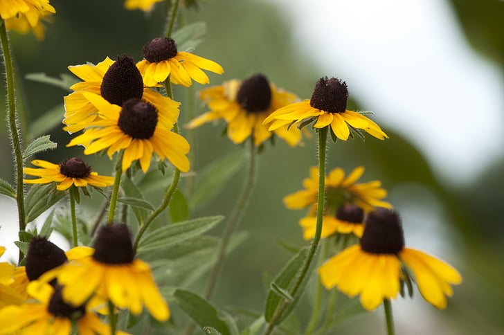 Susan Black-Eyed, kwiaty, stokrotki, żółty, ogród, czarny, zielony