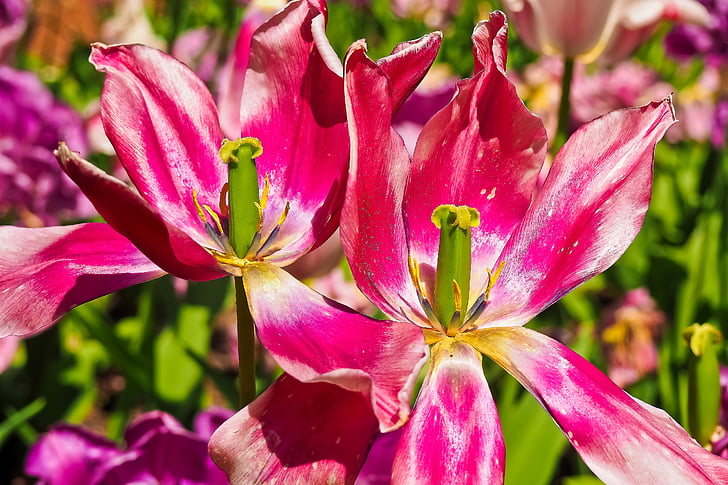 tulipaner, blomst, fiolett, blomster, våren, natur, snittblomster