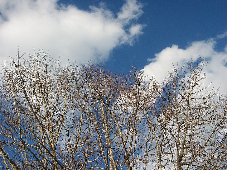 mraky, pobočky, modrá obloha, strom, Příroda, obloha