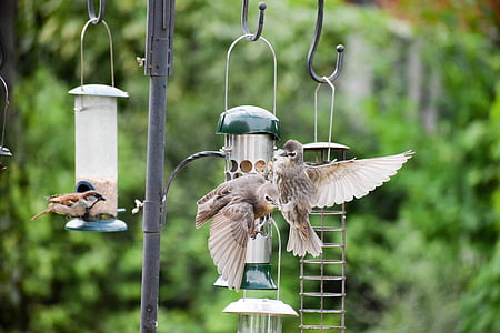 bird, bird feeder, bird flight, starling, young starling, animal, nature