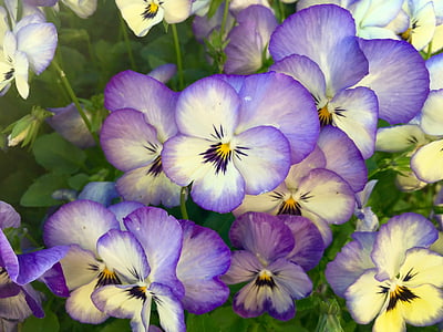 blomster, stemorsblomster, Nærbilde, makro, stemorsblomst, våren, Viola