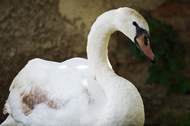 Swan, pasăre, alb, apoase, pene, cioc