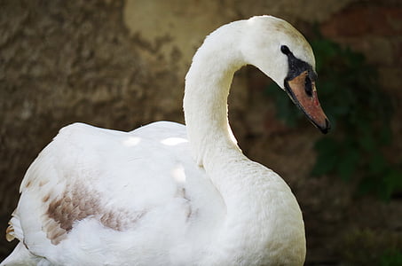 Swan, fågel, vit, Vattenhaltigt, fjädrar, näbb