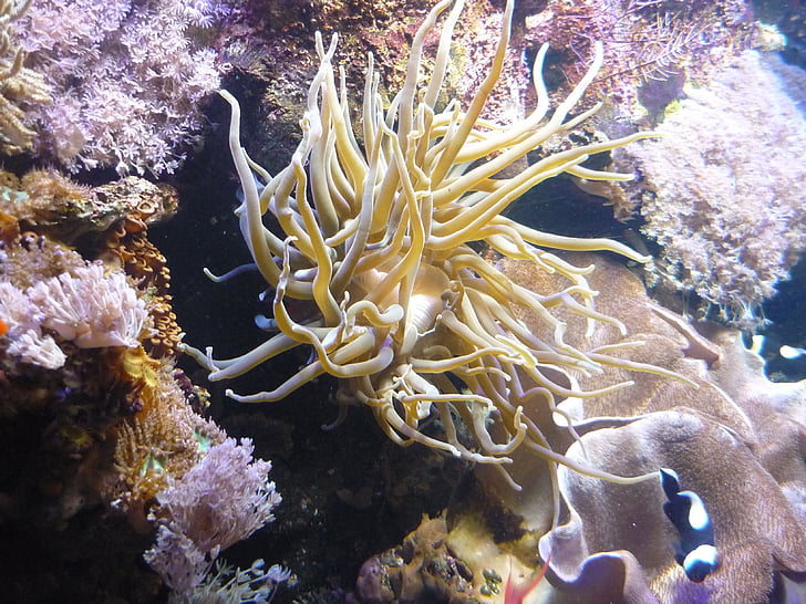 Coral, undervanns, akvarium, vann, dykking