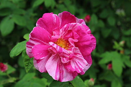 vijolično cvet, Rose, blizu, vijolična, narave, rastlin, Latica