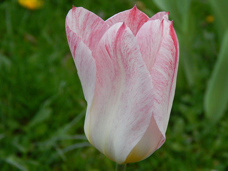 Tulip, vit, röd, våren, naturen, trädgård, tulpenbluete
