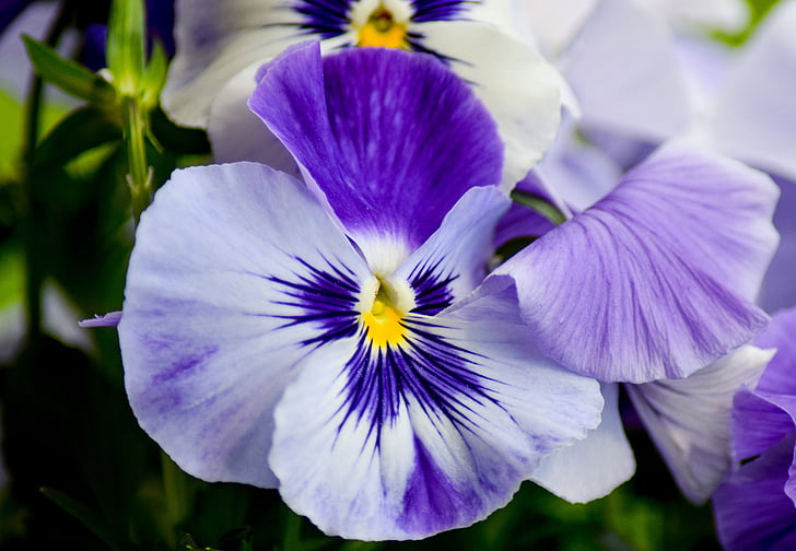viooltje, bloem, paarse bloem, sluiten, natuur, Violet, Blossom