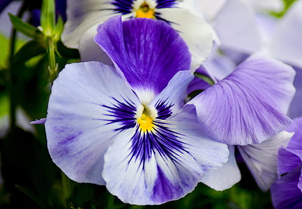 pansy, flower, purple flower, close, nature, violet, blossom
