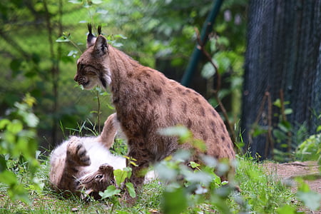 vaşak, kedi, yaban kedisi, eurasischer lynx, yırtıcı hayvan, hayvan, halbwüchsig