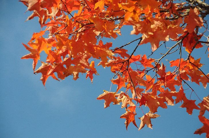 blade, efterår, træ, rød, orange
