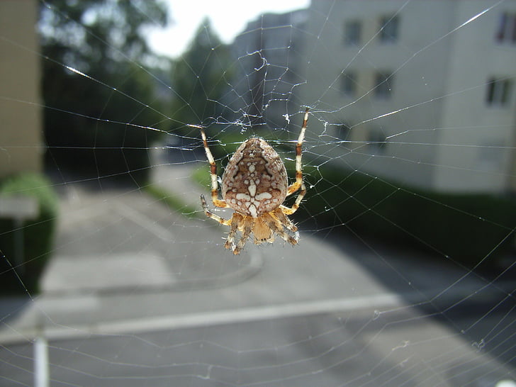 spider, cobweb, animal, insect