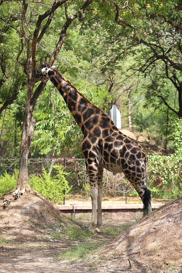 žirafa, Zoološki vrt, životinje, džungla, priroda, životinje u zoološkom vrtu, biljni i životinjski svijet