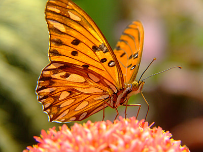 Pingo-zilver vlinder, Golf parelmoervlinder, vlinder