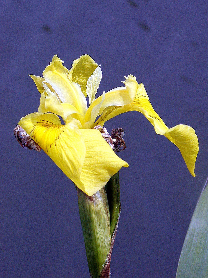 Iris vatten, gul, dammen, Bank, våren, naturen, blomma