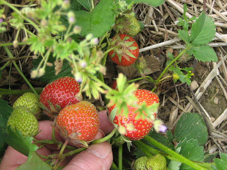 edbeere, strawberries, picked, fruit, fruits, food, still life
