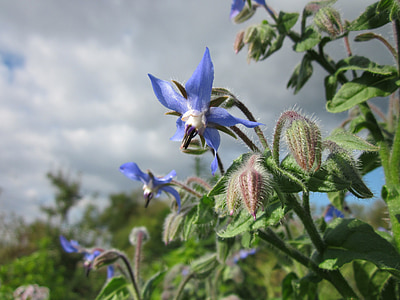 Borago officinalis, limba mielului, ai lui Starflower, plante, Flora, Botanica, specii