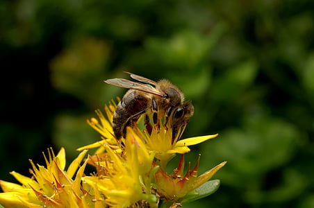 Bee, insekt, bestøvning, haven, arbejde, natur, blomst