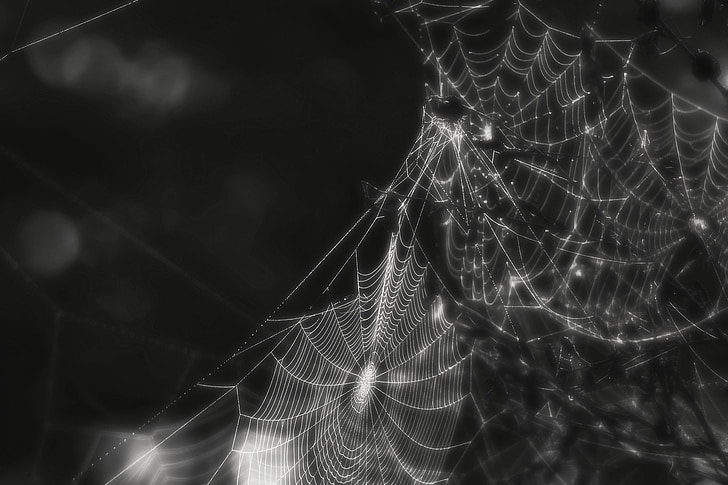 паук, веб, паутина, насекомое, жуткий, черный и белый, макрос