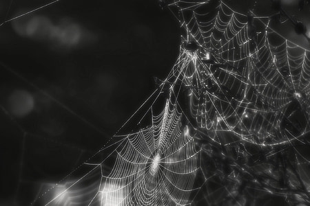 αράχνη, Web, ιστός αράχνης, έντομο, ανατριχιαστικό, μαύρο και άσπρο, μακροεντολή