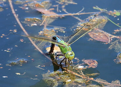 蜻蜓, 水, 池塘, 关闭, 昆虫, 湖, 动物