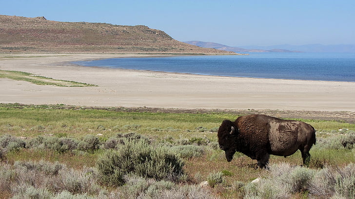 bison, Verenigde Staten, meer, strand, zand, Bergen