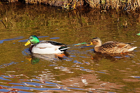 ducks, pair, couple, plumage, bill, water, bird
