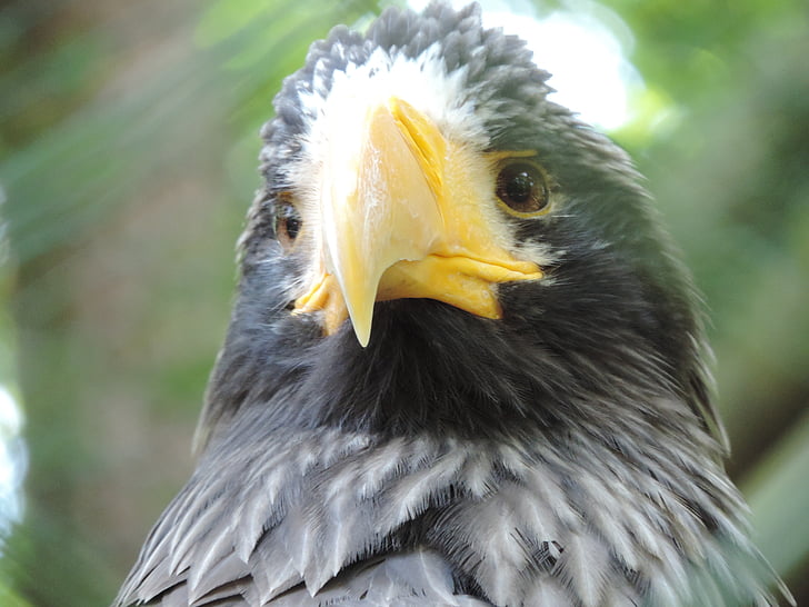 Adler, jardim zoológico, ave de rapina, Raptor