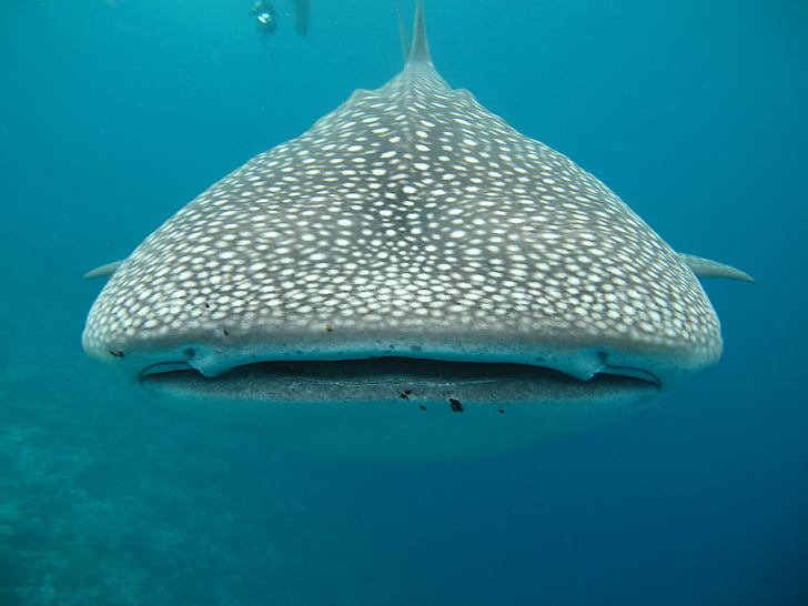 Whale shark, Maldiven, zee