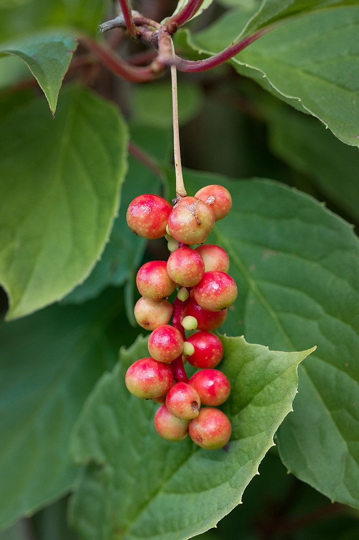 pianta, Vital berry, processo di maturazione, commestibili, frutti di bosco, frutta, natura