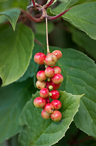 plant, vital berry, ripening process, edible, berries, fruits, nature