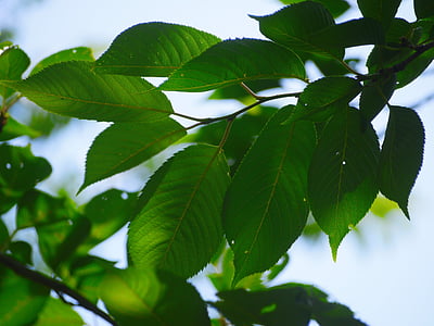 вишня, лист, ветви сакуры, Древний город, Камакура, Япония, Грин