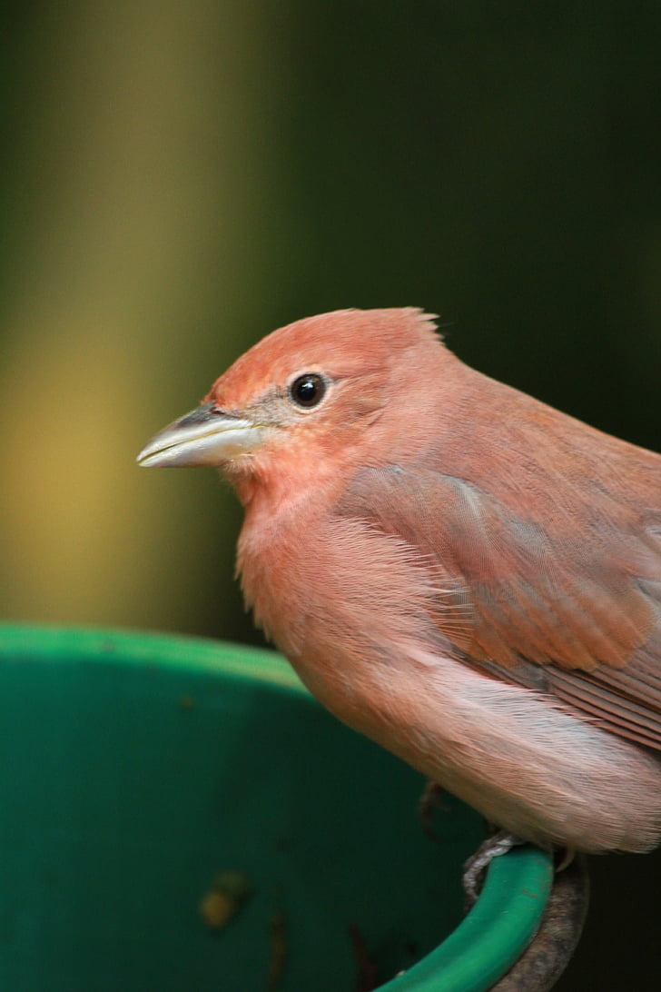 птах, рожева пташка, крупним планом, Симпатичний, тварини, Природа, дикої природи