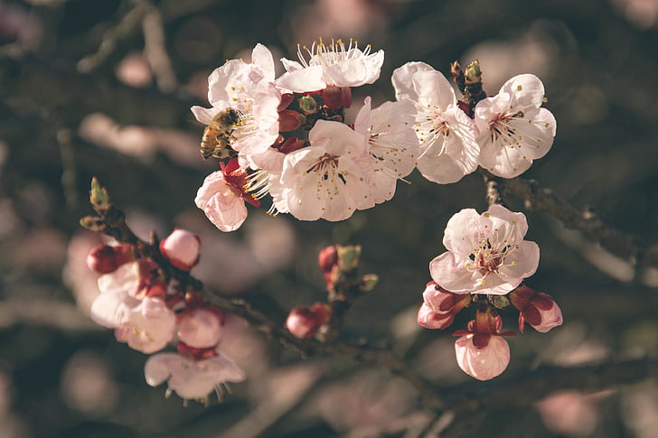 gyönyörű, Bloom, virágzó, Blossom, blur, fióktelep, közeli kép:
