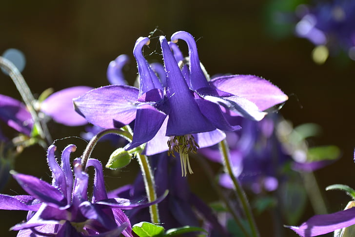columbine, aquilegia, flowers, violet, purple, wild flower, cottage garden plant