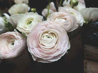 close, photography, white, petal, flowers, flower, flower bouquet