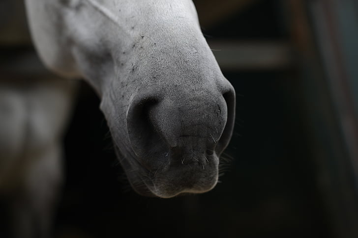 kôň, nozdry