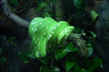 verde, serpiente, escalas de, escala, árbol, rama, salvaje