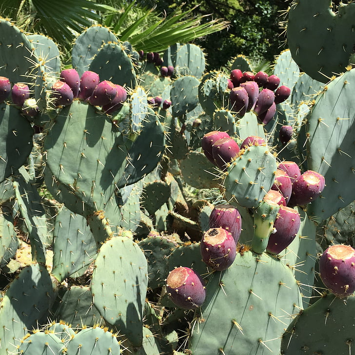 Cactus frukt, kaktus, stikkende, Torn