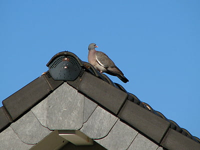 dove, roof, gable, bird, sky, blue, tile
