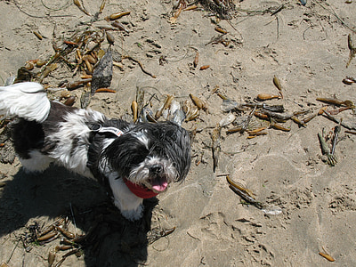 gos, platja, sol, sorra, animal, animal de companyia