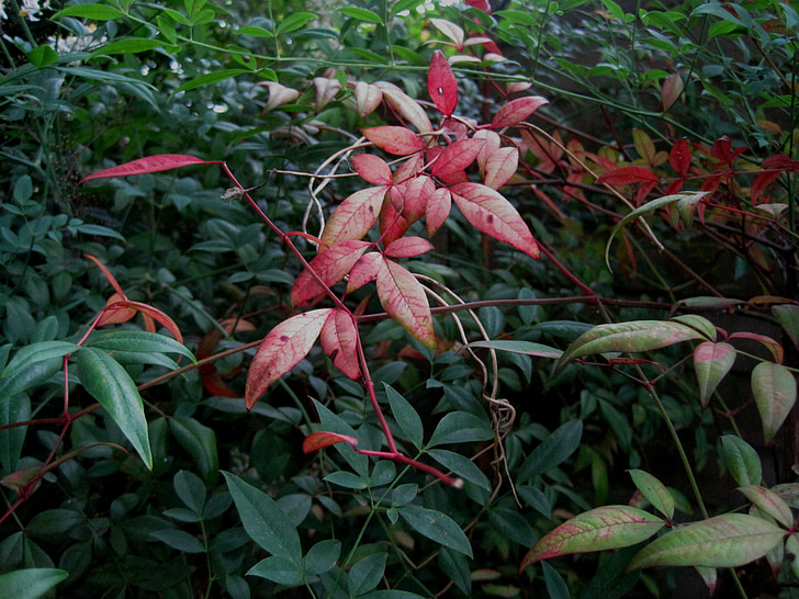 leaves, oblong, clump, red, holy bamboo, garden
