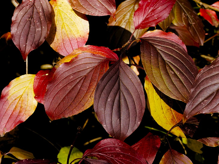 farver falder, falder, farve, natur, efterårsblade, rød farve, blade