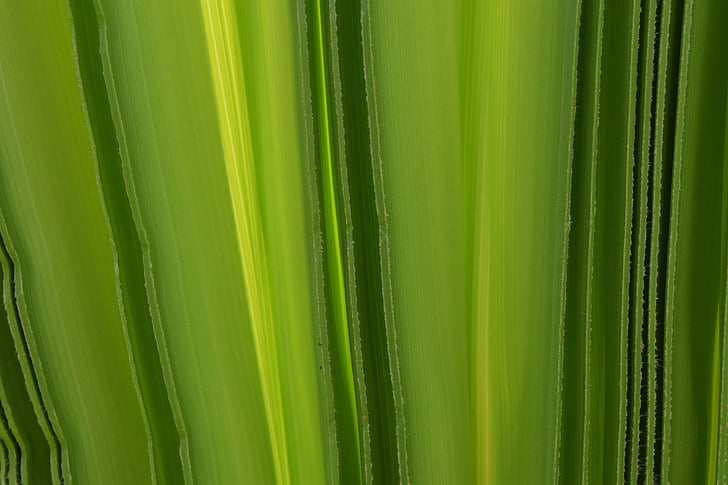 background, green, palm leaf, structure, fold, light