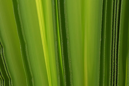 baggrund, grøn, Palme blade, struktur, Fold, lys
